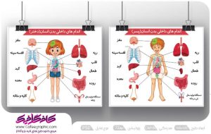 طرح آموزشی آناتومی بدن انسان لایه باز رایگان